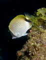   Butterflyfish seemed be more abundant usual this dive trip. caught one Olympus Evolt E300 Inon Z240 strobe. trip E-300 300 strobe  